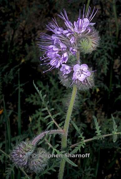 phacelia tanacetifolia 2 graphic